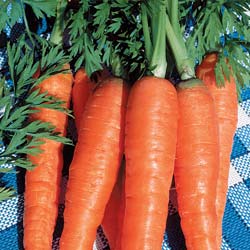 carotte d-amsterdam
